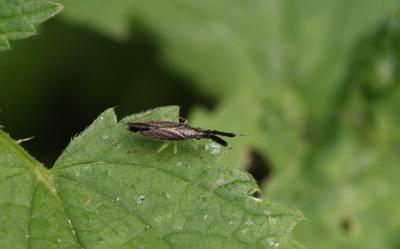  Heterotoma planicornis (Pallas, 1772)