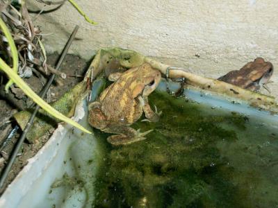 Crapaud commun (Le) Bufo bufo (Linnaeus, 1758)