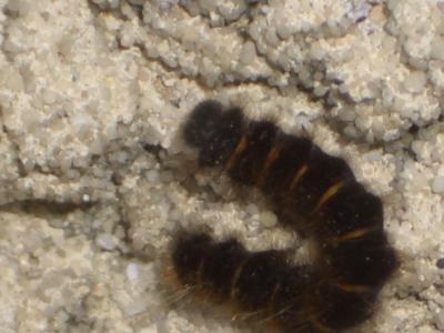 Bombyx de la Ronce (Le), Polyphage (La) Macrothylacia rubi (Linnaeus, 1758)