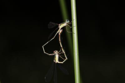 Leste vert Chalcolestes viridis (Vander Linden, 1825)