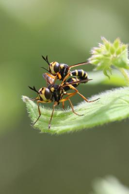  Conops scutellatus Meigen, 1804