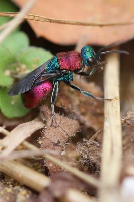 Guêpe-coucou Chrysididae Latreille, 1802
