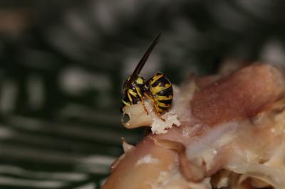 Guêpe germanique Vespula germanica (Fabricius, 1793)