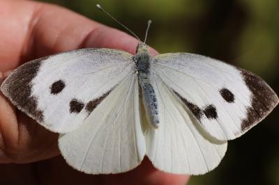 Piéride du Chou (La), Grande Piéride du Chou (La), Pieris brassicae (Linnaeus, 1758)