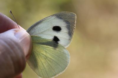 Piéride du Chou (La), Grande Piéride du Chou (La), Pieris brassicae (Linnaeus, 1758)