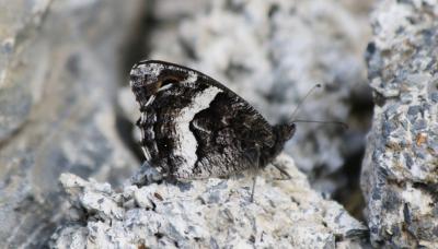 Petit Sylvandre (Le) Hipparchia alcyone (Denis & Schiffermüller, 1775)