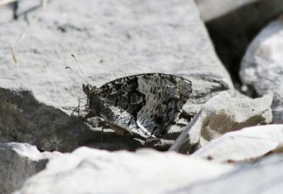 Petit Sylvandre (Le) Hipparchia alcyone (Denis & Schiffermüller, 1775)