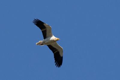 Vautour percnoptère Neophron percnopterus (Linnaeus, 1758)