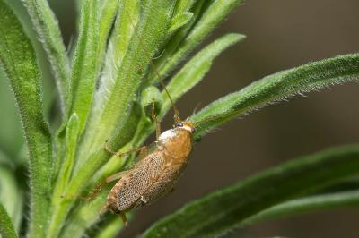  Ectobius vinzi Maurel, 2012