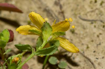 Millepertuis couché, Petit Millepertuis Hypericum humifusum L., 1753