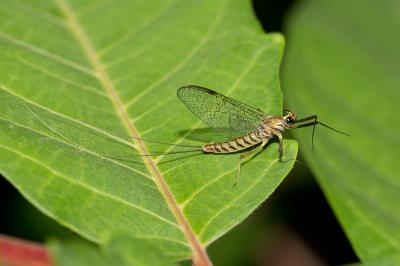  Ecdyonurus Eaton, 1868