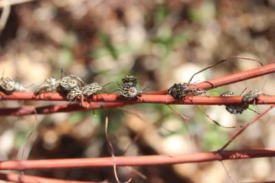  Codophila varia (Fabricius, 1787)