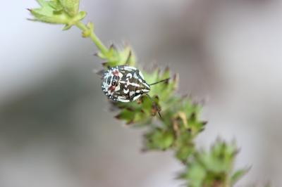  Codophila varia (Fabricius, 1787)