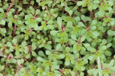 Pourpier d'eau Lythrum portula (L.) D.A.Webb, 1967
