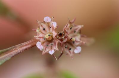 Pourpier d'eau Lythrum portula (L.) D.A.Webb, 1967
