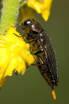  Coraebus elatus (Fabricius, 1787)