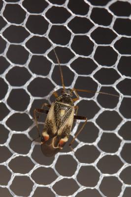  Polymerus unifasciatus (Fabricius, 1794)