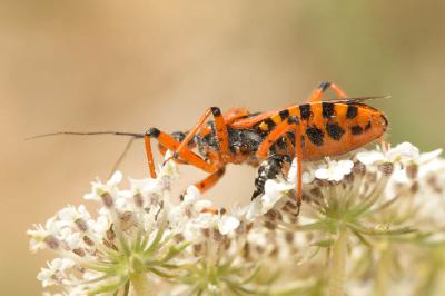  Rhynocoris iracundus (Poda, 1761)
