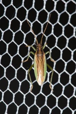  Stenodema holsata (Fabricius, 1787)