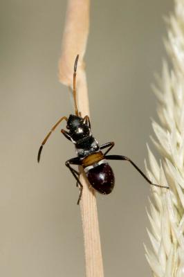  Raglius alboacuminatus (Goeze, 1778)