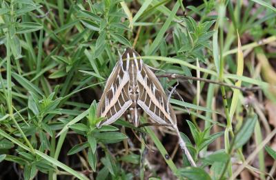 Sphinx livournien (Le) Hyles livornica (Esper, 1780)