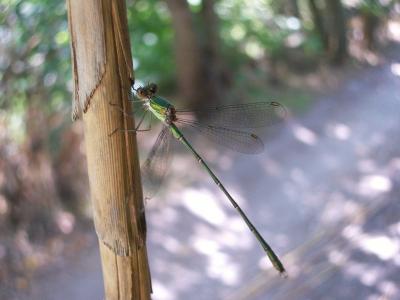 Leste vert Chalcolestes viridis (Vander Linden, 1825)
