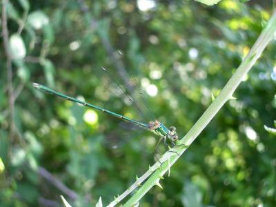 Leste vert Chalcolestes viridis (Vander Linden, 1825)