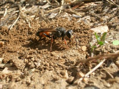  Sphex funerarius Gussakovskij, 1934