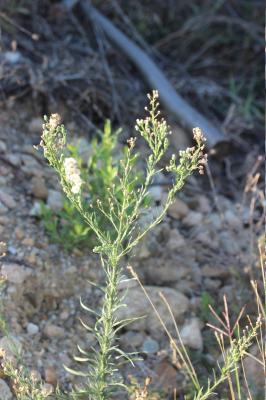 Érigéron crépu Erigeron bonariensis L., 1753