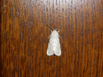 Ecaille tigrée (L') Spilosoma lubricipeda (Linnaeus, 1758)