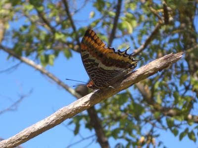 Nymphale de l'Arbousier (La), Jason (Le), Pacha à  Charaxes jasius (Linnaeus, 1767)