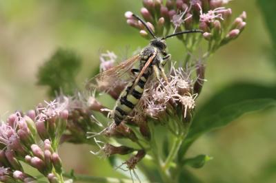  Colpa sexmaculata (Fabricius, 1781)