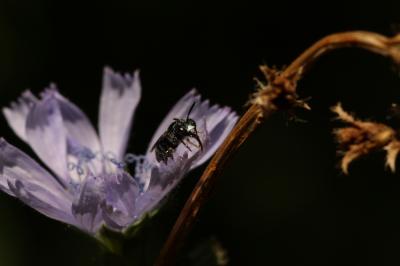  Ceratina Latreille, 1802