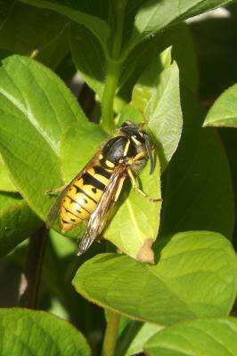 Guêpe commune Vespula vulgaris (Linnaeus, 1758)