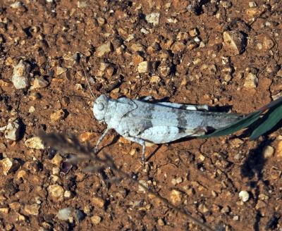 Oedipode aigue-marine, Criquet à ailes bleues, Oed Sphingonotus caerulans (Linnaeus, 1767)