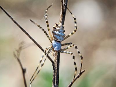  Argiope lobata (Pallas, 1772)