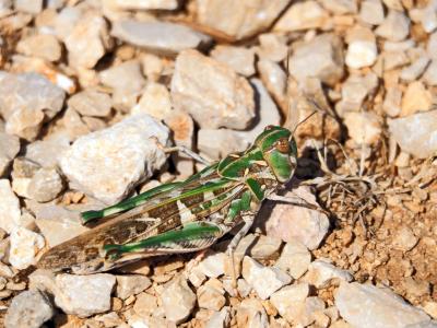 Oedipode soufrée Oedaleus decorus (Germar, 1825)