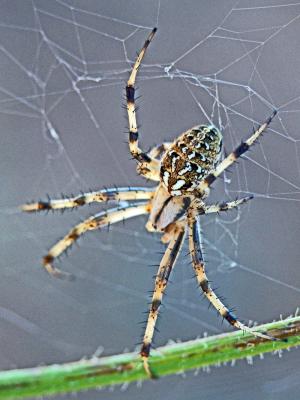  Neoscona byzanthina (Pavesi, 1876)