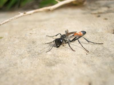  Ammophila sabulosa (Linnaeus, 1758)