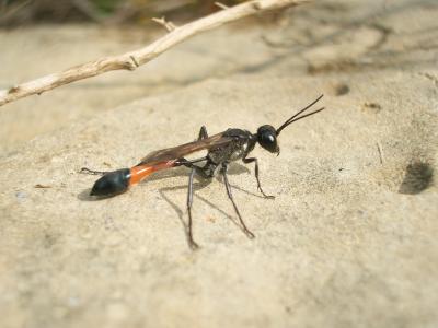  Ammophila sabulosa (Linnaeus, 1758)