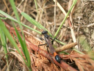  Ammophila sabulosa (Linnaeus, 1758)