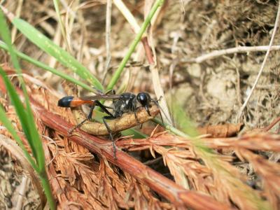  Ammophila sabulosa (Linnaeus, 1758)
