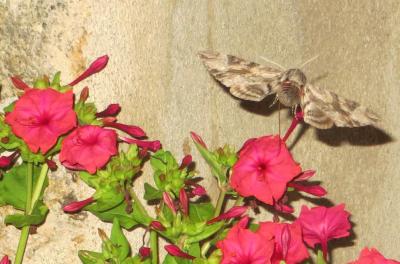 Sphinx du Liseron (Le) Agrius convolvuli (Linnaeus, 1758)