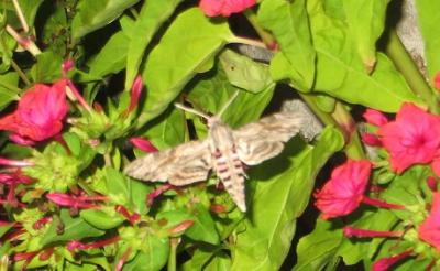Sphinx du Liseron (Le) Agrius convolvuli (Linnaeus, 1758)