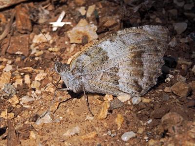 Hermite (L'), Ermite (L') Chazara briseis (Linnaeus, 1764)