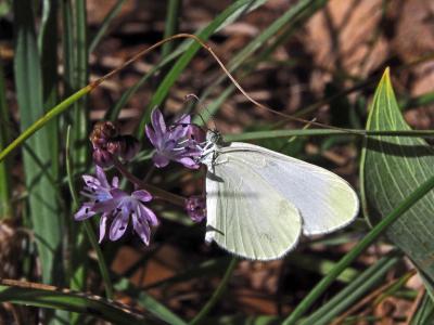Piéride du Lotier (La), Piéride de la Moutarde (La Leptidea sinapis (Linnaeus, 1758)