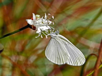 Piéride du Lotier (La), Piéride de la Moutarde (La Leptidea sinapis (Linnaeus, 1758)
