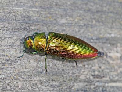 Eurythyrea micans (Fabricius, 1792)