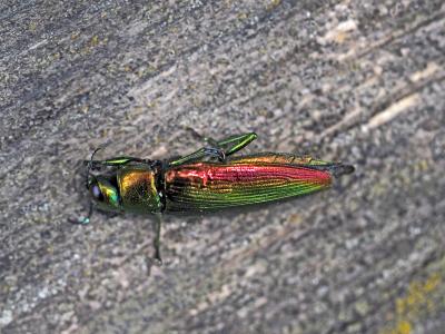  Eurythyrea micans (Fabricius, 1792)