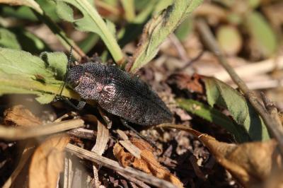  Dicerca aenea (Linnaeus, 1760)